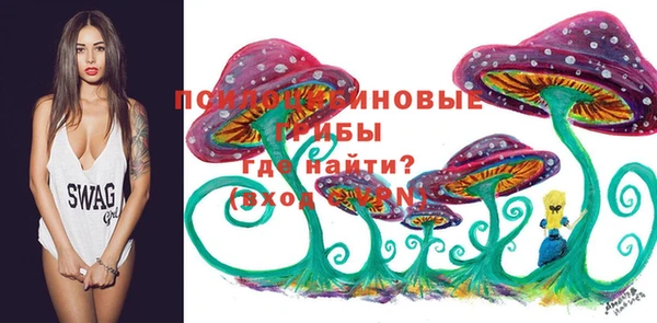 прущие грибы Белокуриха